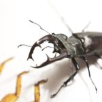 【クワガタ】折り紙で簡単な折り方！How to make a stag beetle.